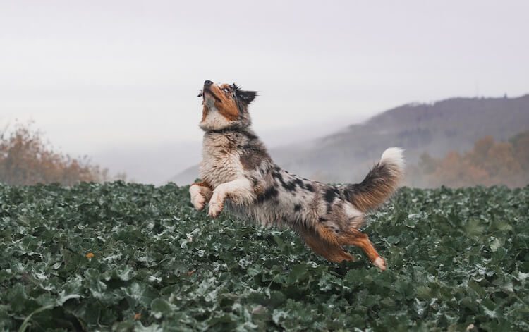 Merle Tricolor Australian Shepherd Jumping in a Field