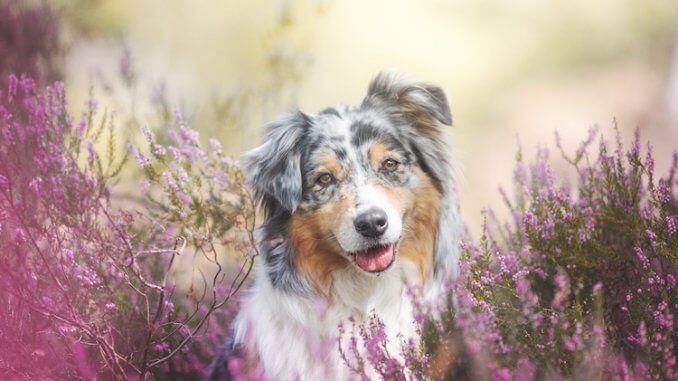 9 Cute Facts You Know About The Australian Shepherd | All Things