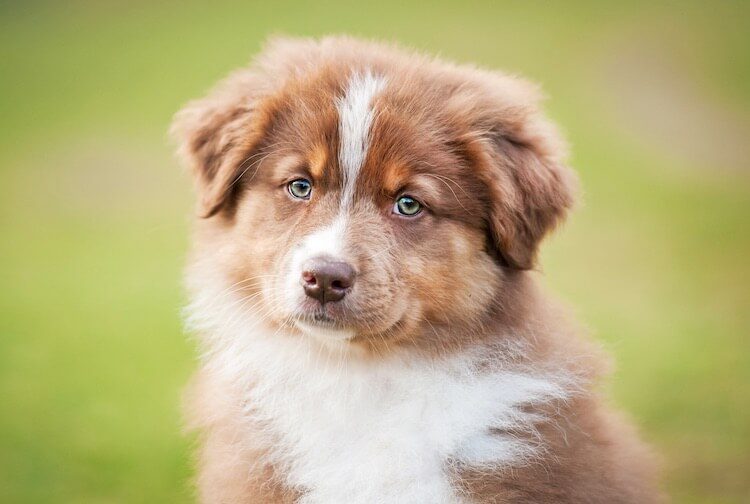 Red Australian Shepherd Puppy