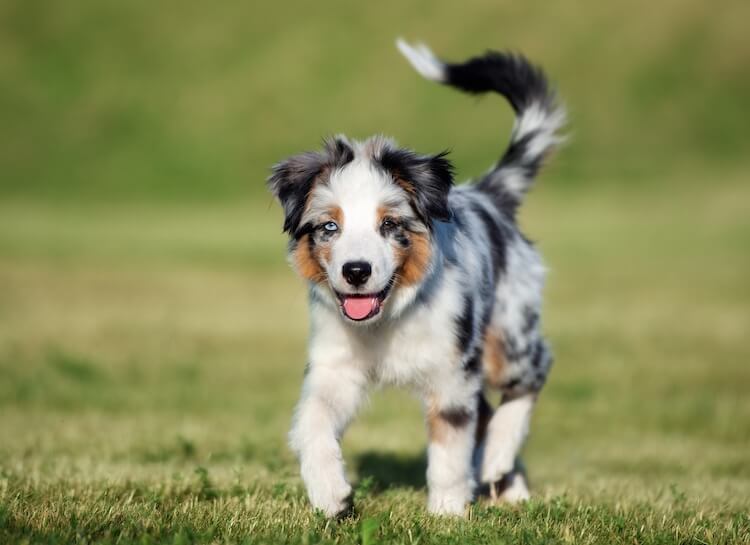 9 Cute Facts You Didn’t Know About The Australian Shepherd