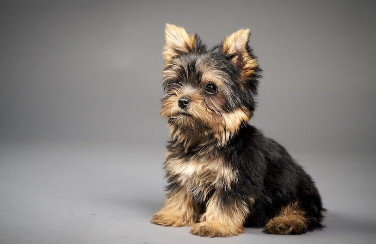 Tiny sales dog names