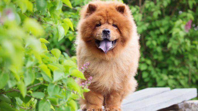 Chow Chow: Everything You Should Know Before Buying | All Things Dogs
