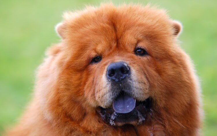 Chow Chow Portrait