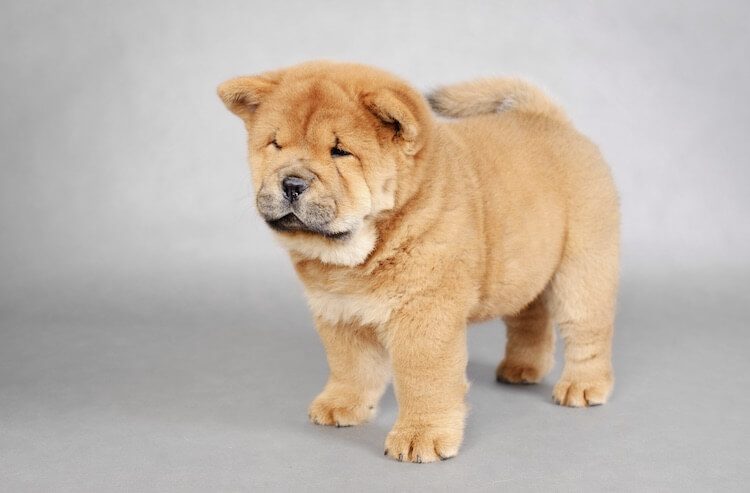 Chow Chow