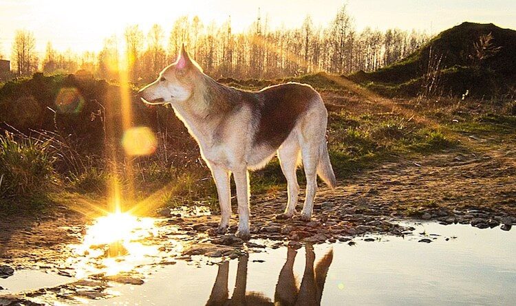 Czechoslovakian Dog