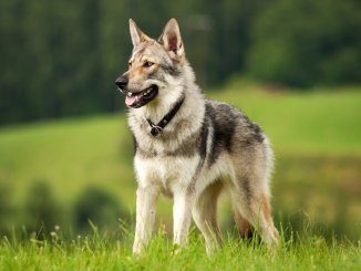 Czechoslovakian Wolfdog Feature