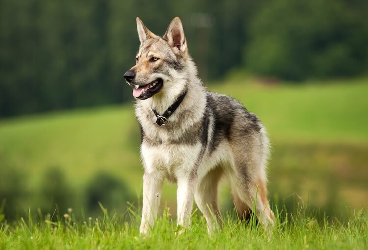 czech wolfdog temperament