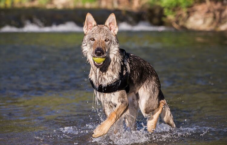 Czechoslovakian Wolfdog Playing In River