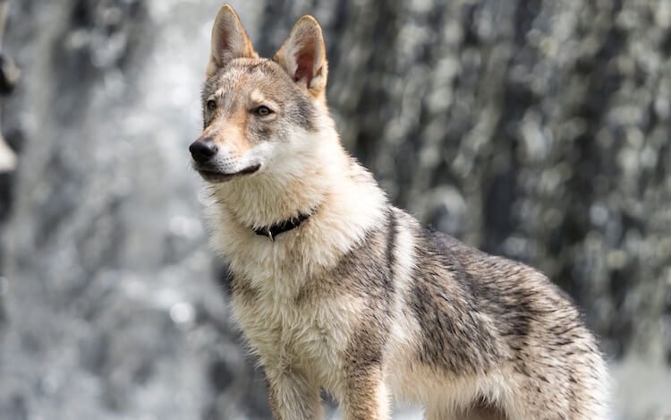 Czechoslovakian Wolfdog Portrait