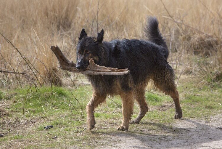 King Shepherd Dog Walking