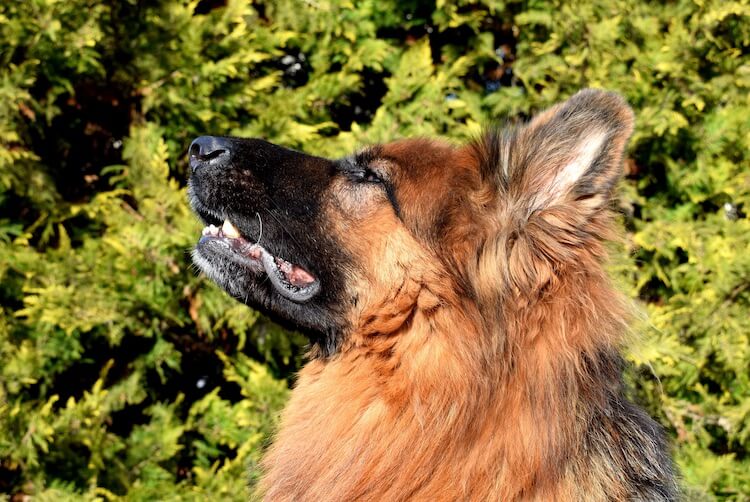 King Shepherd Feature