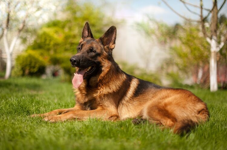 King Shepherd