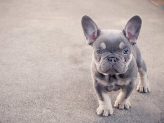 Mini French Bulldog Feature