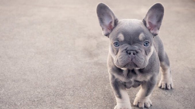 Mini Cute French Bulldog Puppies / Welcome to mini french bulldogs near ...