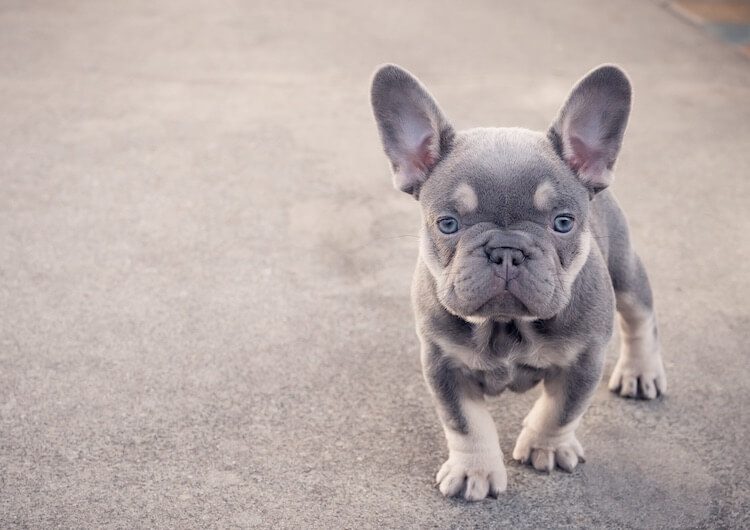 different types of french bulldogs