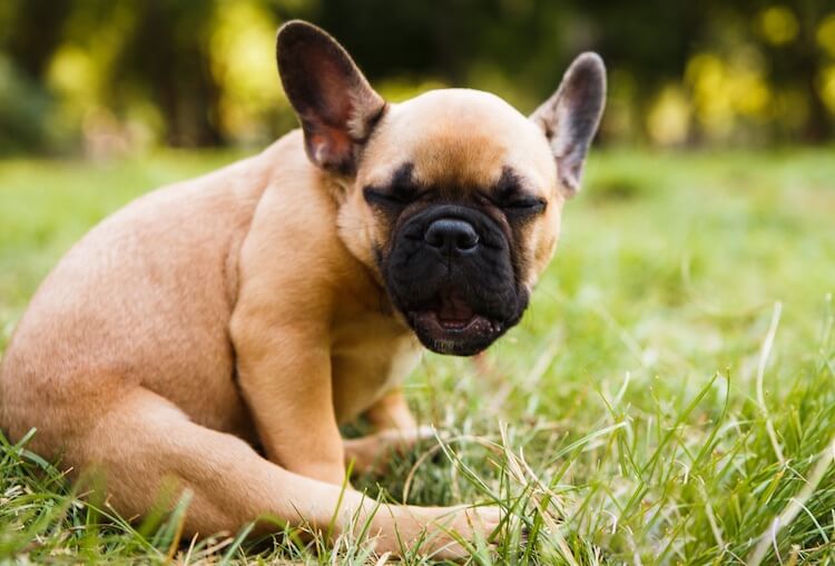 Miniature French Bulldog