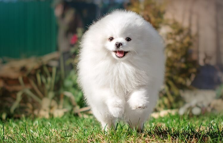 large pomeranian looking dog