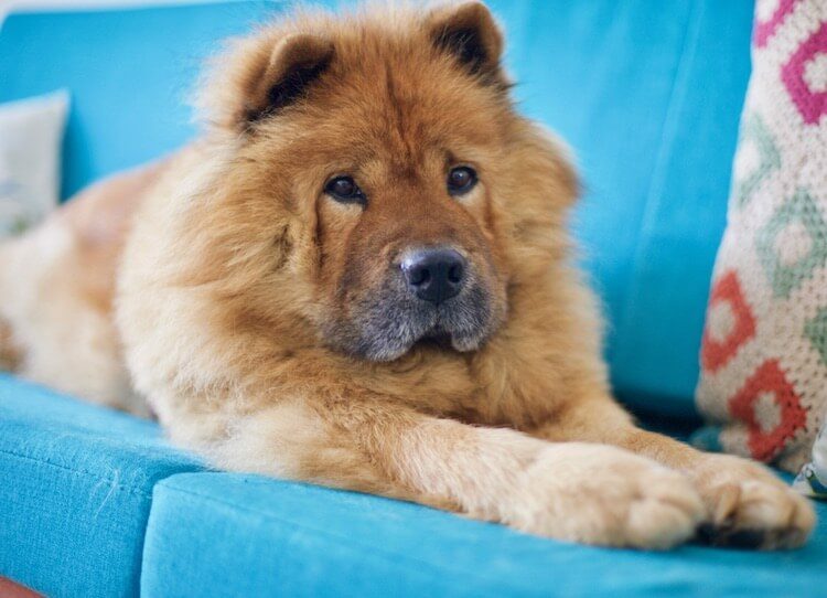 Senior Chow Chow Dog