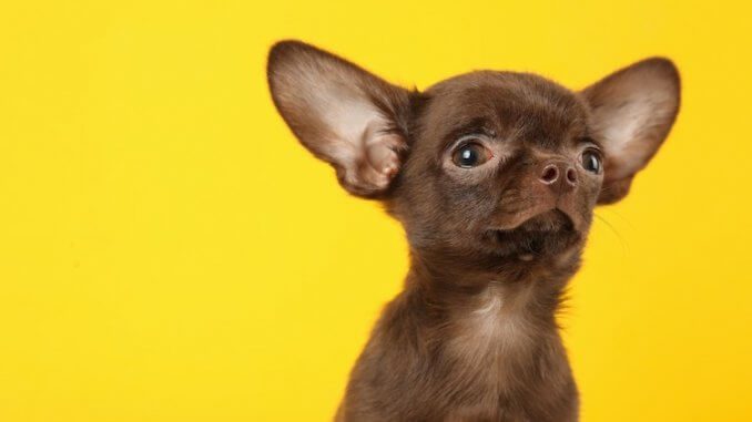 Top 500 Small Dog Names: Adorable, Cute & Tiny Ideas | All Things Dogs
