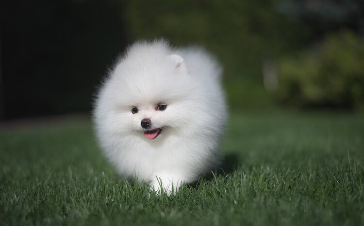 small dog white colour