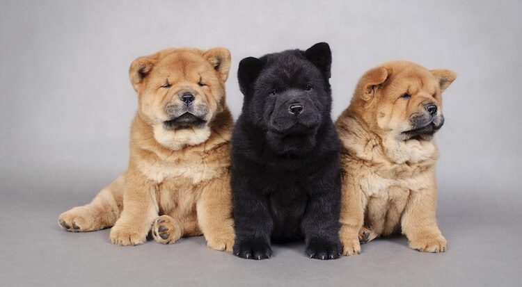 Three Chow Chow Puppies