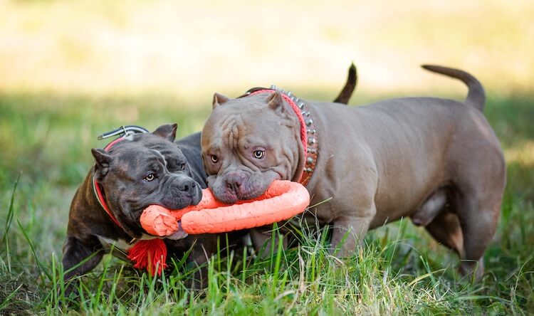 Two American Bully Dogs