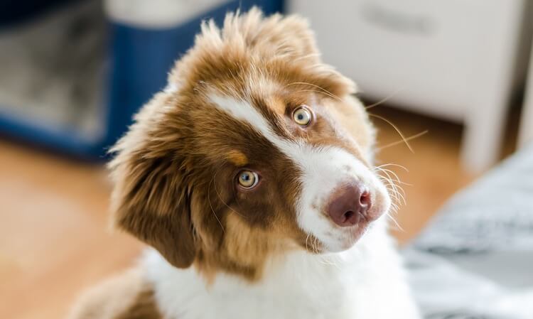 Red and White Australian Shepherd Looking Up at Owner