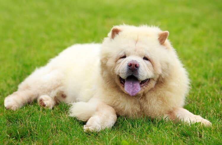 White Chow Chow