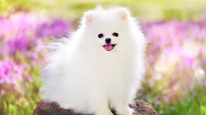 Everything You Need To Know About The White Pomeranian - All Things Dogs –  All Things Dogs