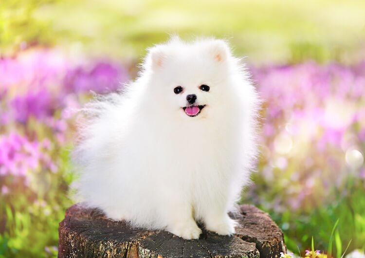 pomeranian in white colour