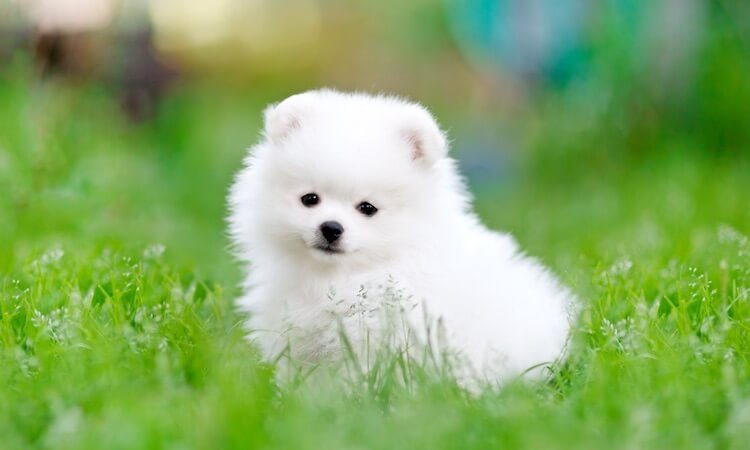 White Pomeranian Puppy