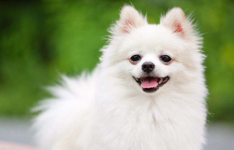 White Pomeranian