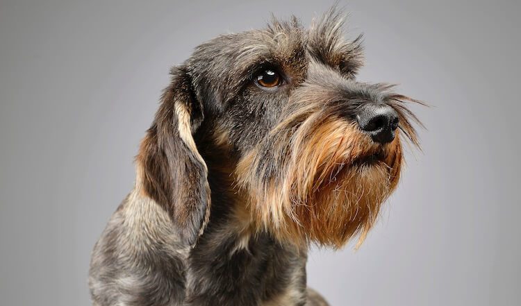 Wire Haired Dachshund: Puppies, Breeders & Breed Guide - All Things