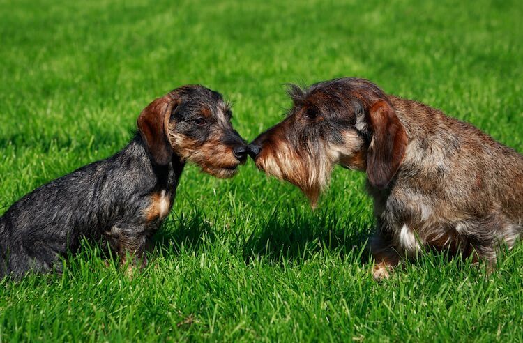silky wire haired dachshund puppies