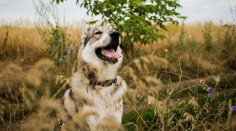 Wolfdog Mix