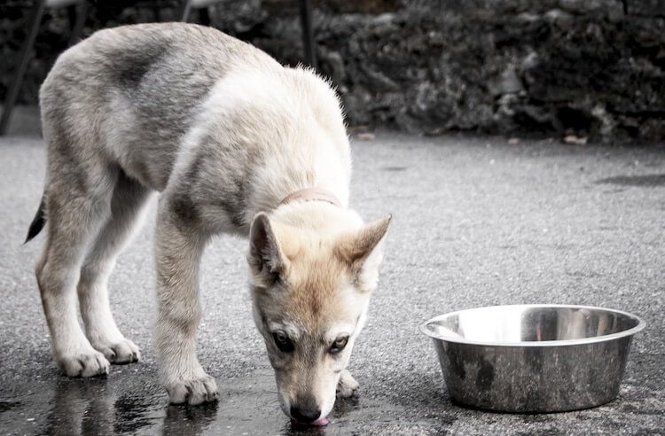 Wolfdog Puppy Eating