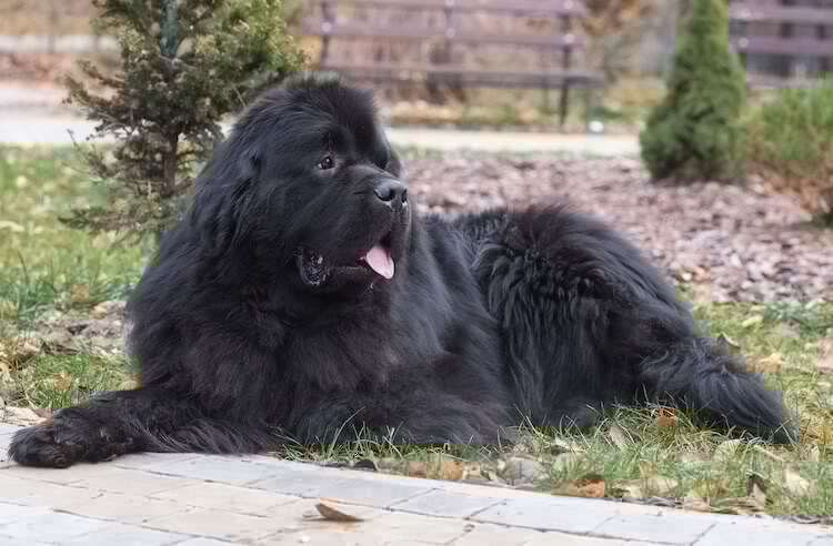 Black Newfie