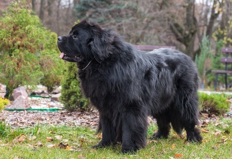 black newfoundlands