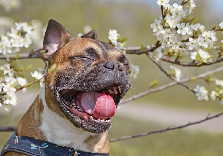 dogs about to sneeze