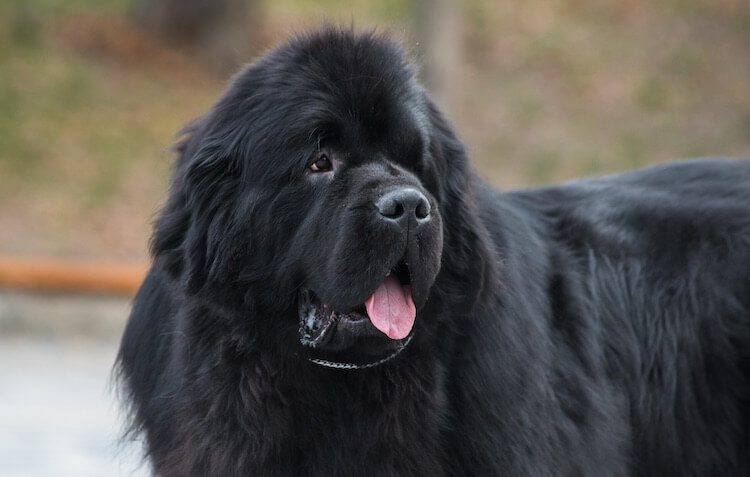 Face Of A Newfoundland Dog