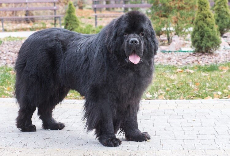 Giant Newfoundland Dog