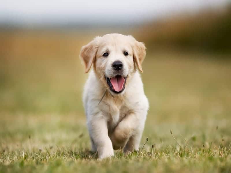 Dog Weight Calculator - How Big Will Your Puppy Get? - Inch Calculator