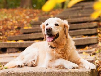 Golden Retriever Feature