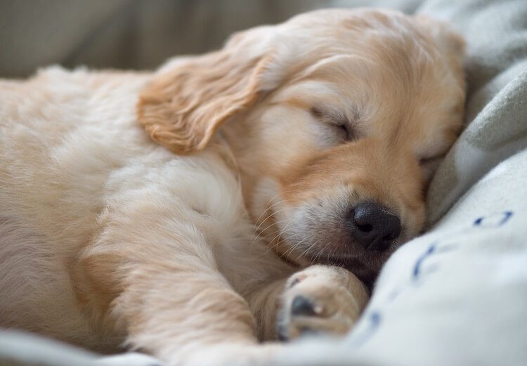 Golden Retriever Puppy Sleeping