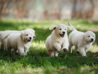 Golden Retrievers