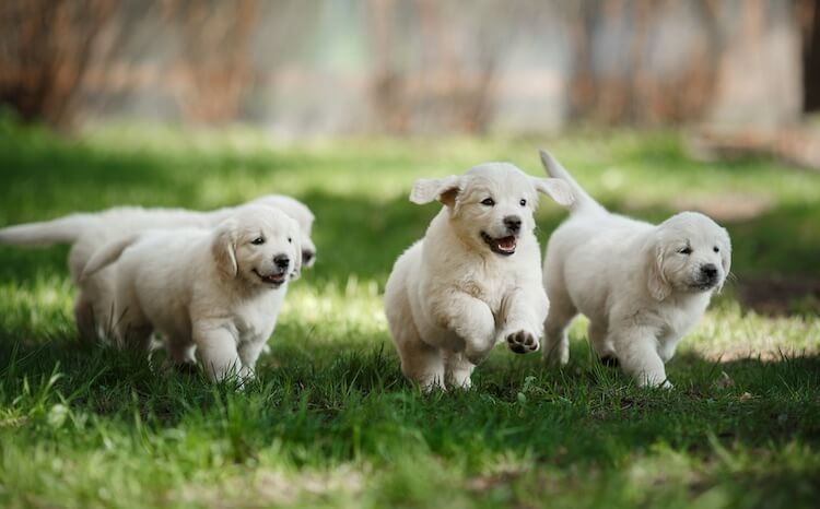 Four Golden Retriever Puppies Playing Outside