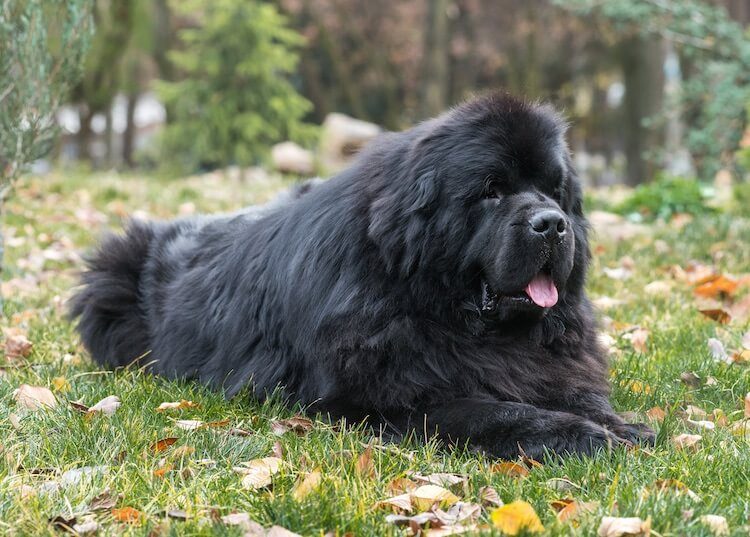 Newfoundland Dog Lying Down