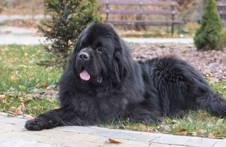 the biggest newfoundland dog