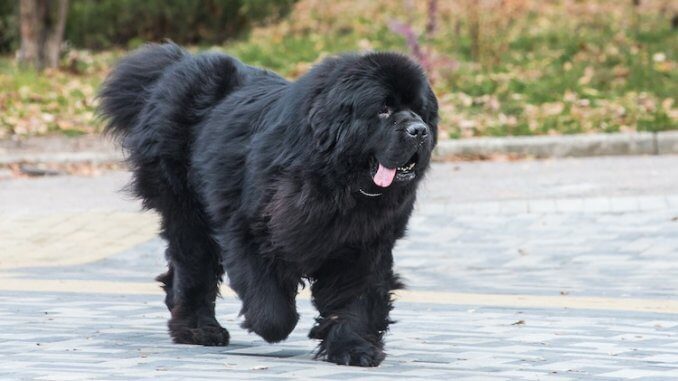 do newfoundland dogs bark a lot