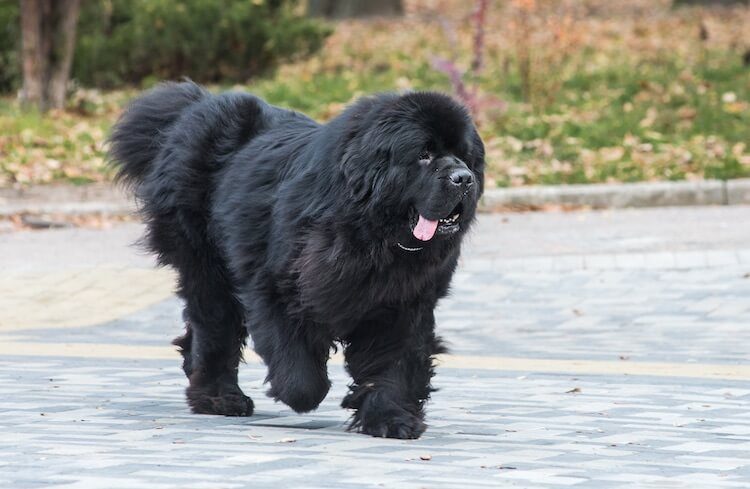 newfoundland dog shedding